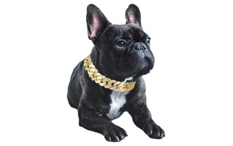 Disegno Da Ricamo Bulldog Francese, File Da Ricamo A Macchina, 6 Dimensioni, Download Immediato - Italia - Foto 3