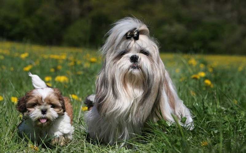 Shitsu Real Criadero de Shih Tzu en Ciudad Real Las Mimosas de Lynda