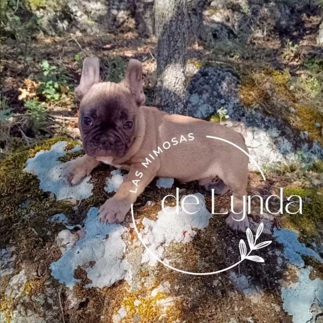 lasmimosasdelynda avatar